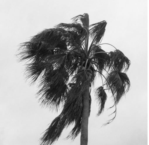 Palm Tree on South Padre Island - Dik D Myers Photography